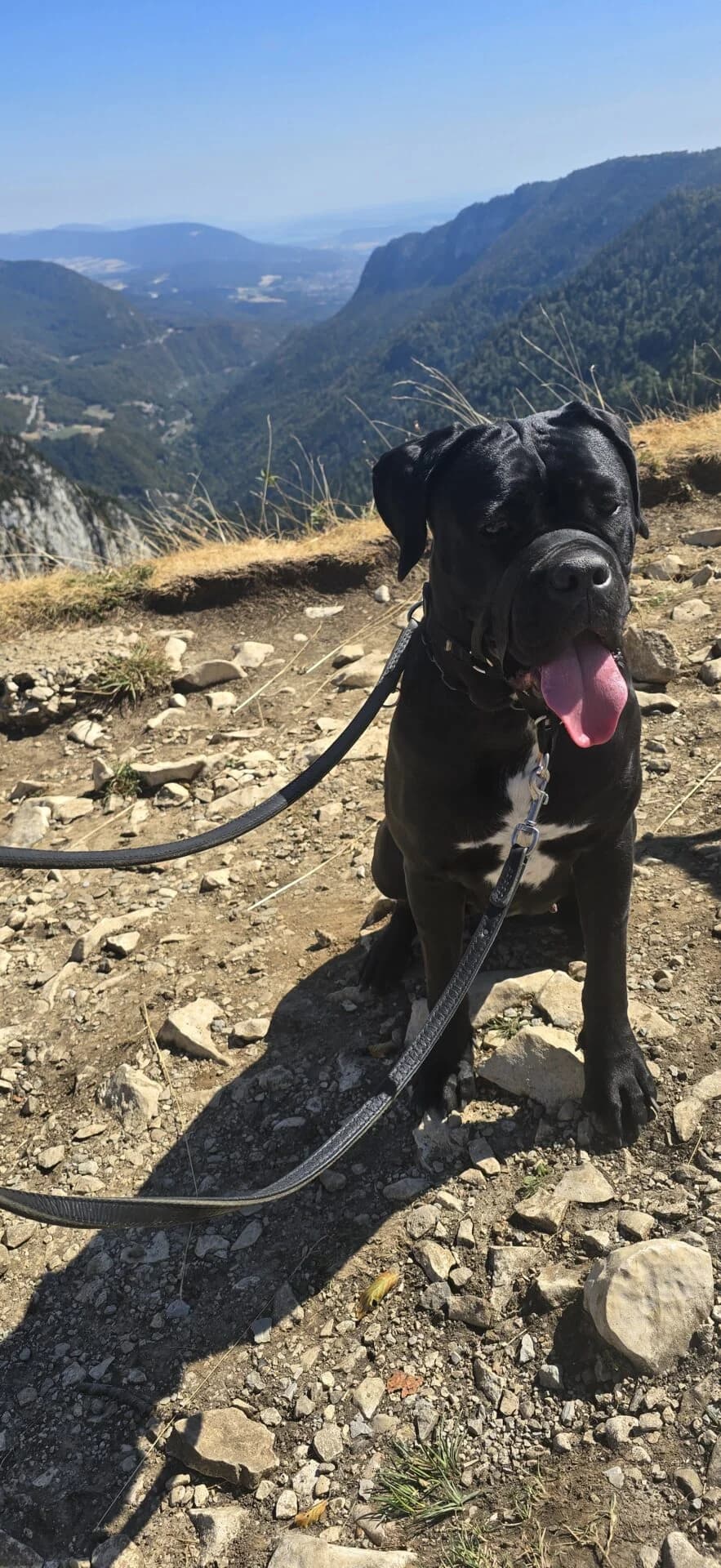 16 monate alte Cane Corso Hündin mit Papieren, female puppy Mixed Breed for adoption at Petsearch.ch, Zurich