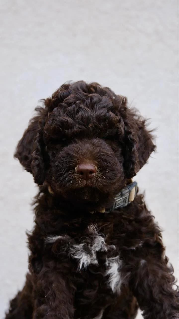 Cuccioli di Lagotto Romagnolo – FCI/ENCI Pedigree, male puppy Mixed Breed for adoption at Petsearch.ch, Zurich