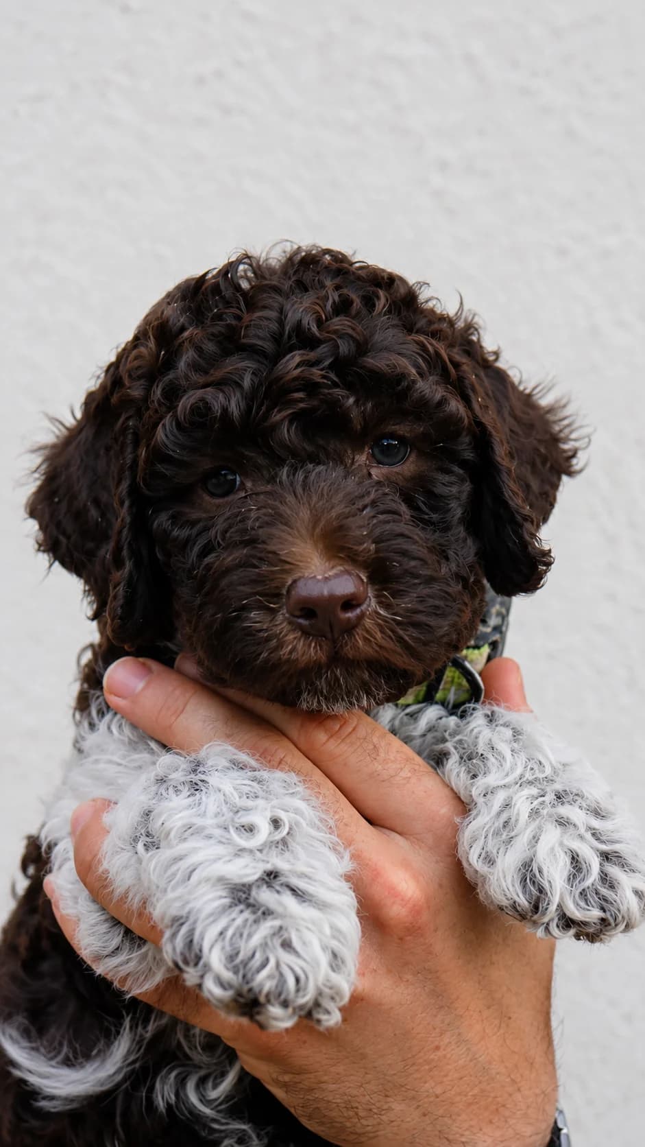 Lagotto Romagnolo Welpen – FCI/ENCI Pedigree, male puppy Mixed Breed for adoption at Petsearch.ch, Zurich