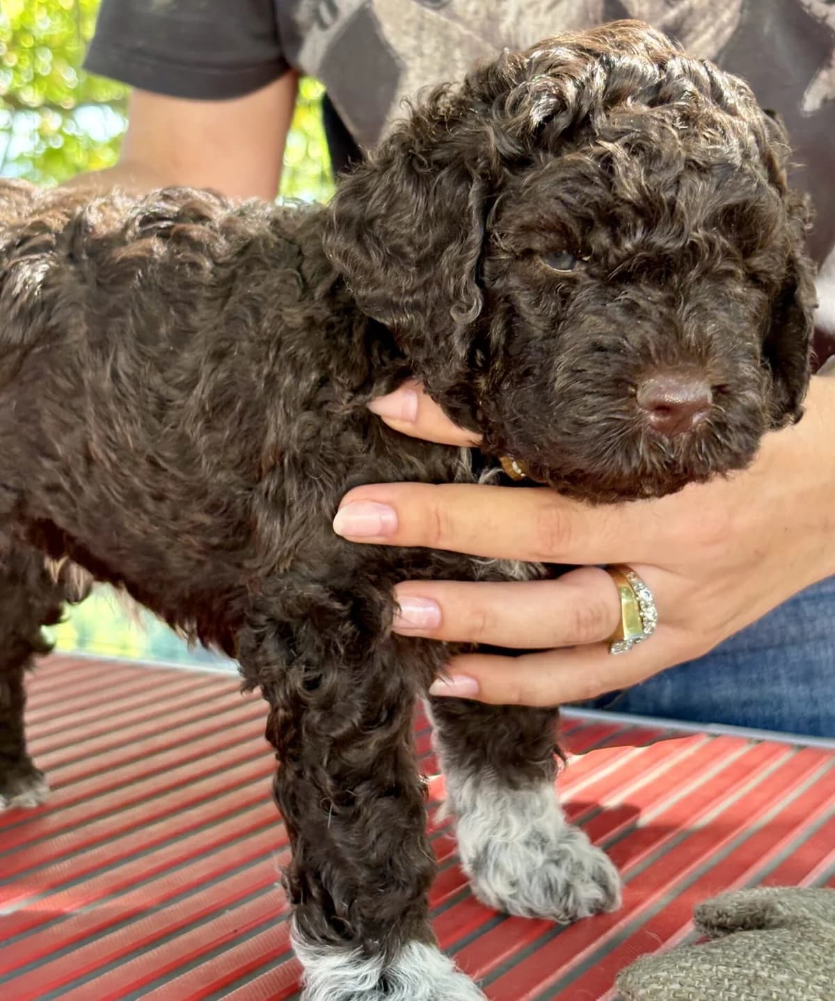 Cuccioli di Lagotto Romagnolo – FCI/ENCI Pedigree, male puppy Mixed Breed for adoption at Petsearch.ch, Zurich
