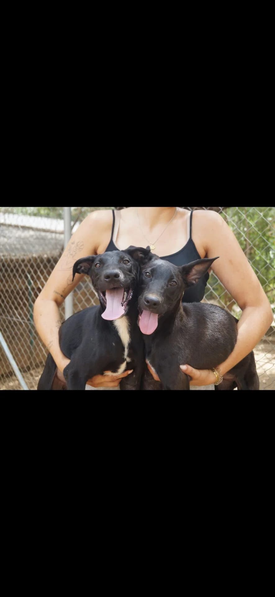 Geschwistermädels Chupa & Chups, female young Mixed Breed for adoption at Petsearch.ch, Zurich