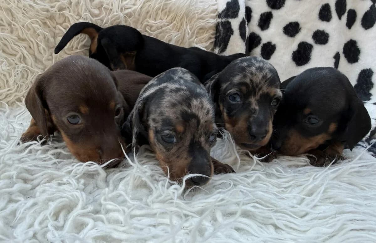 Kurzhaar Zwerg Dackel, male young Mixed Breed for adoption at Petsearch.ch, Zurich