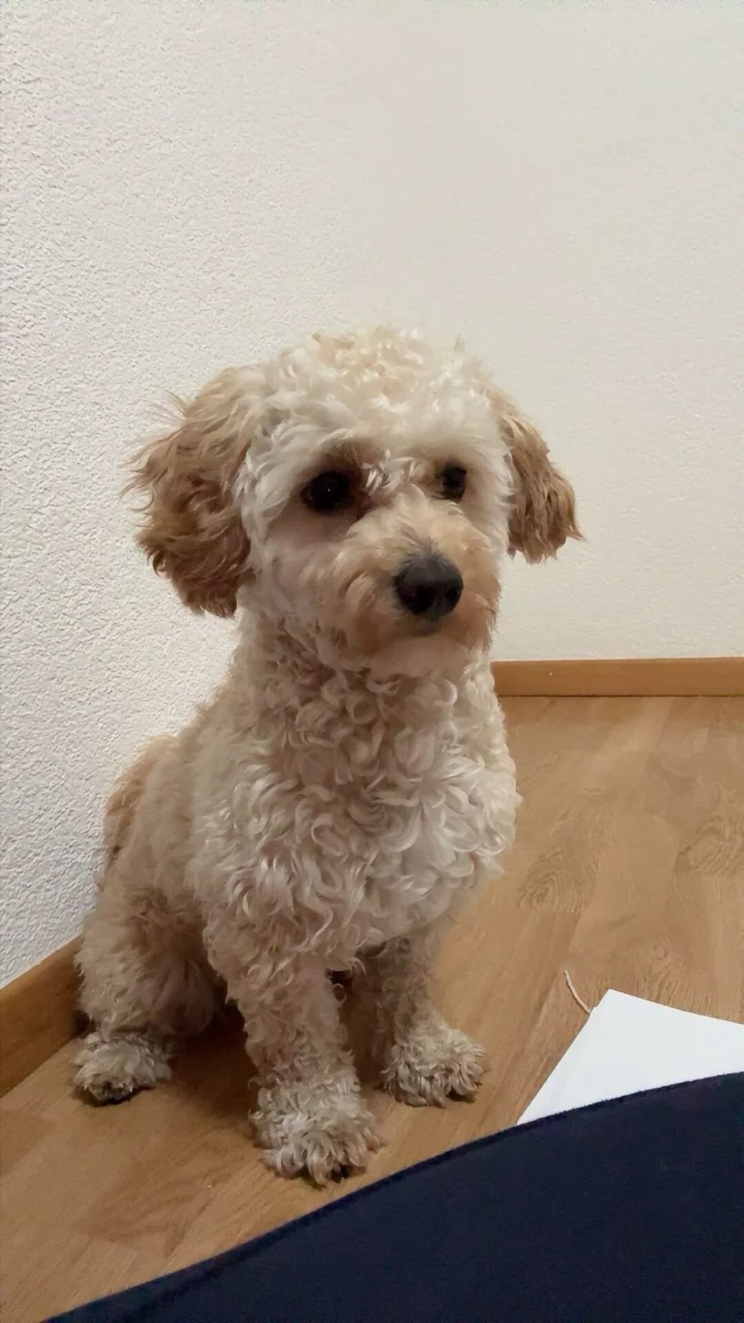 Deckrüde, female puppy Mixed Breed for adoption at Petsearch.ch, Zurich