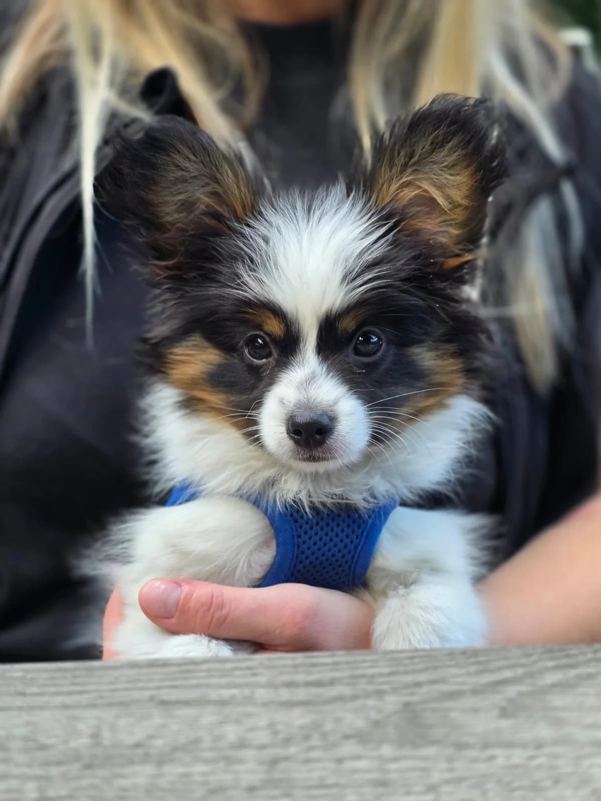 Papillon Rüde, 13 Wochen alt, weiss male puppy Mixed Breed for adoption at Petsearch.ch, Zurich