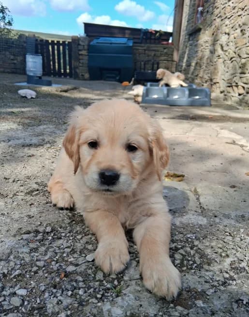 Golden Retriever welpen zu verkaufen, golden female young Mixed Breed for adoption at Petsearch.ch, Zurich
