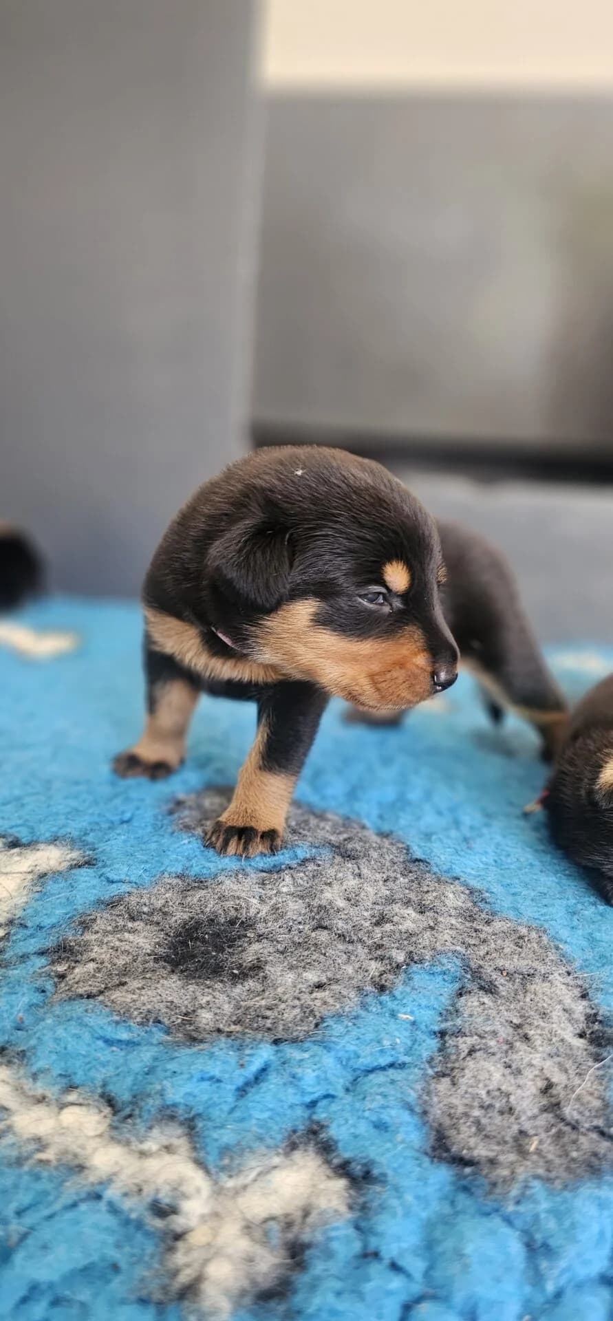 Beauceron Welpen – FCI/SKG,  puppy Mixed Breed for adoption at Petsearch.ch, Zurich