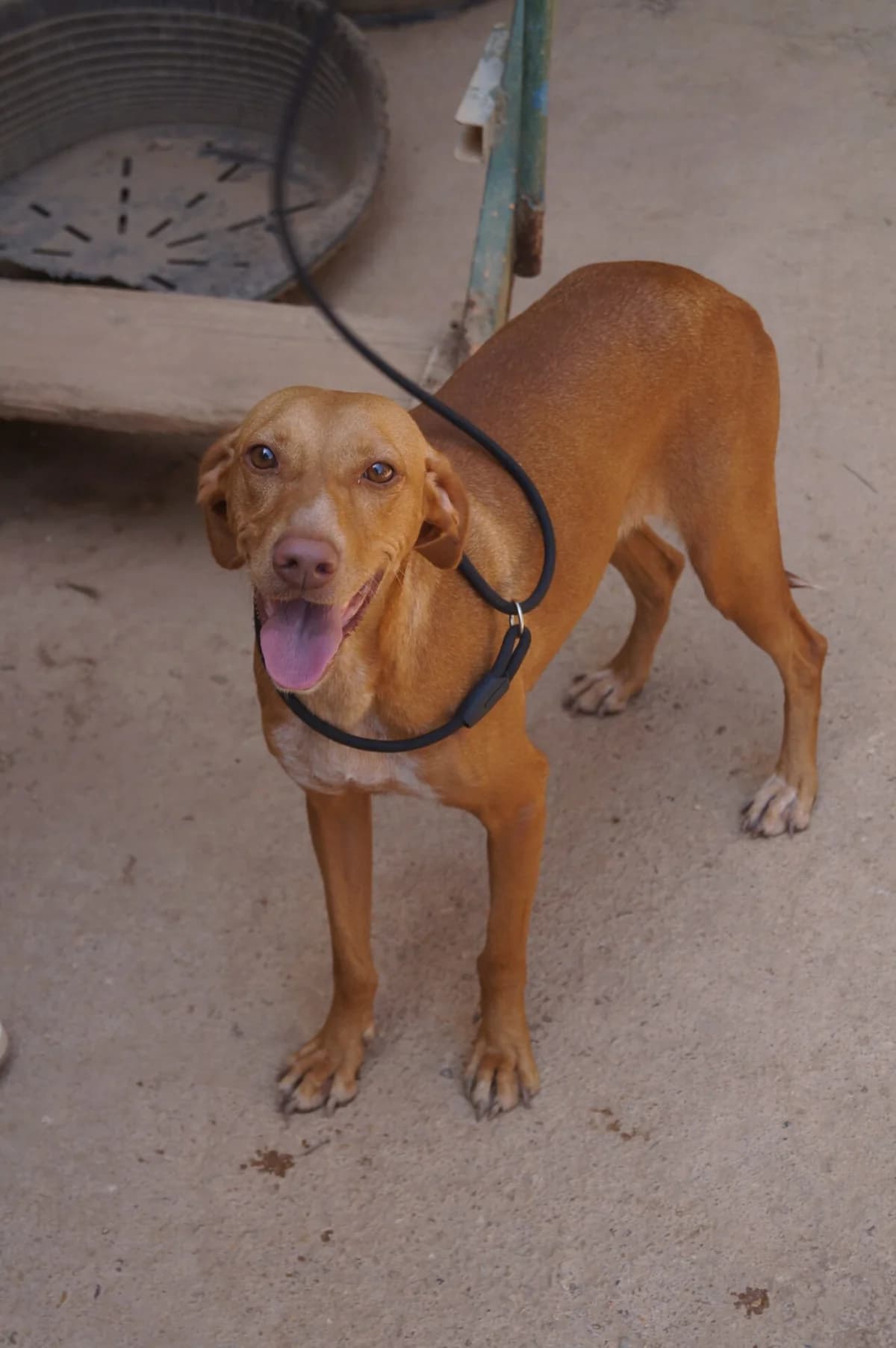 Schmusebacke Toffee, female young Mixed Breed for adoption at Petsearch.ch, Zurich