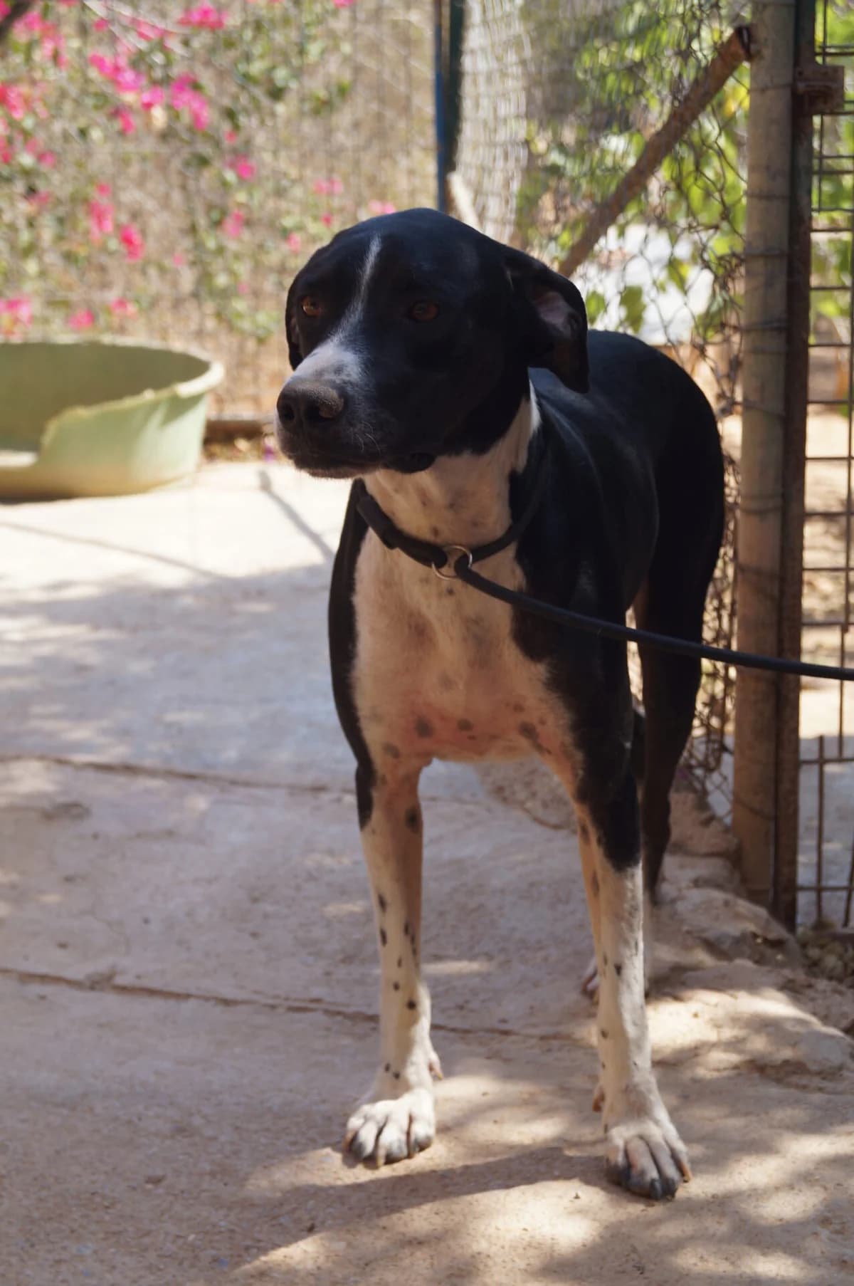 Liebevoller Pluto, male young Mixed Breed for adoption at Petsearch.ch, Zurich