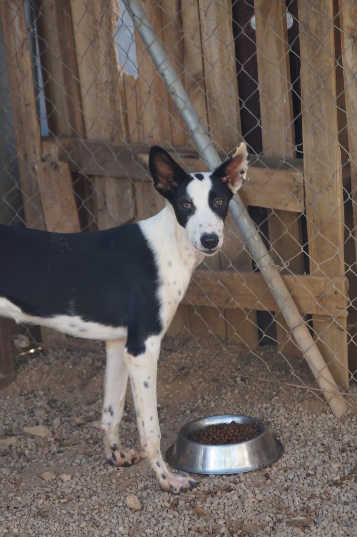 Aufgeweckte Nela, female young Mixed Breed for adoption at Petsearch.ch, Zurich