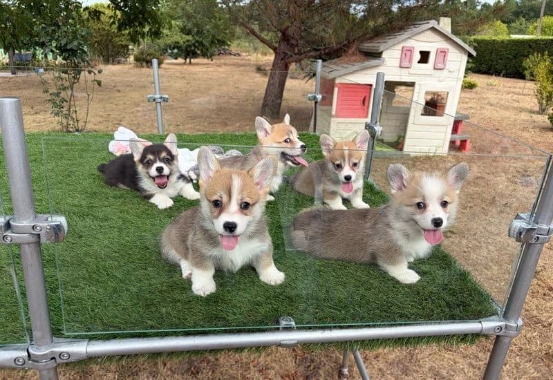 Welsh Corgi Pembroke-Welpen,  puppy Mixed Breed for adoption at Petsearch.ch, Zurich