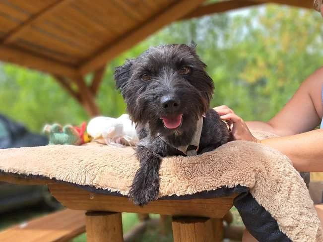 ZARO, putziger Mischlingsrüde, ca. 3 Jahre, 29cm, 6,7kg, male 3yo Mixed Breed for adoption at Petsearch.ch, Zurich