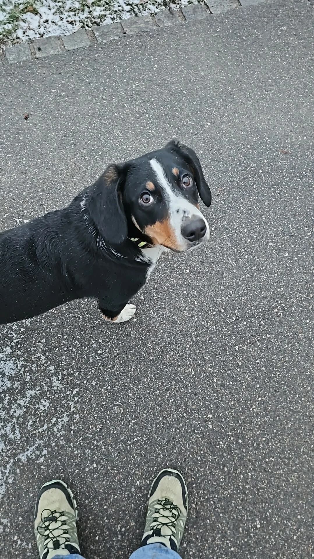 Möckli sucht ein neues zu Hause, male puppy Mixed Breed for adoption at Petsearch.ch, Zurich