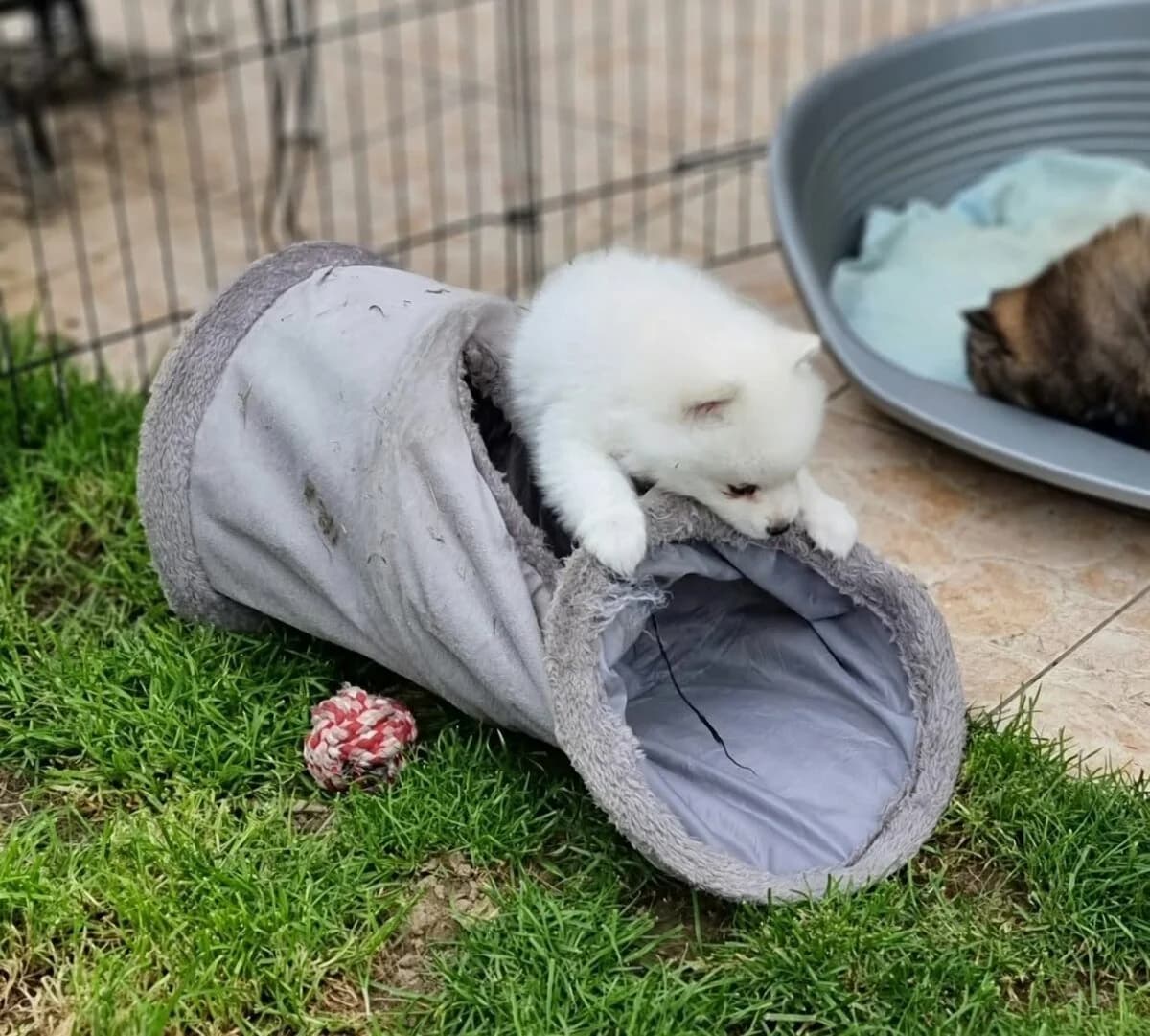 Pomeranian-Zwergspitze-Welpen, female puppy Mixed Breed for adoption at Petsearch.ch, Zurich