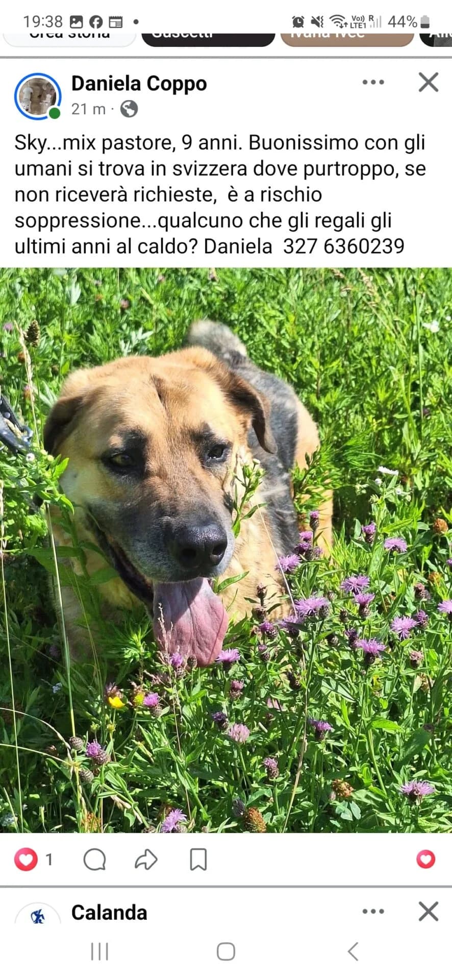 Sky sucht dringend ein Zuhause, female 3yo Mixed Breed for adoption at Petsearch.ch, Zurich