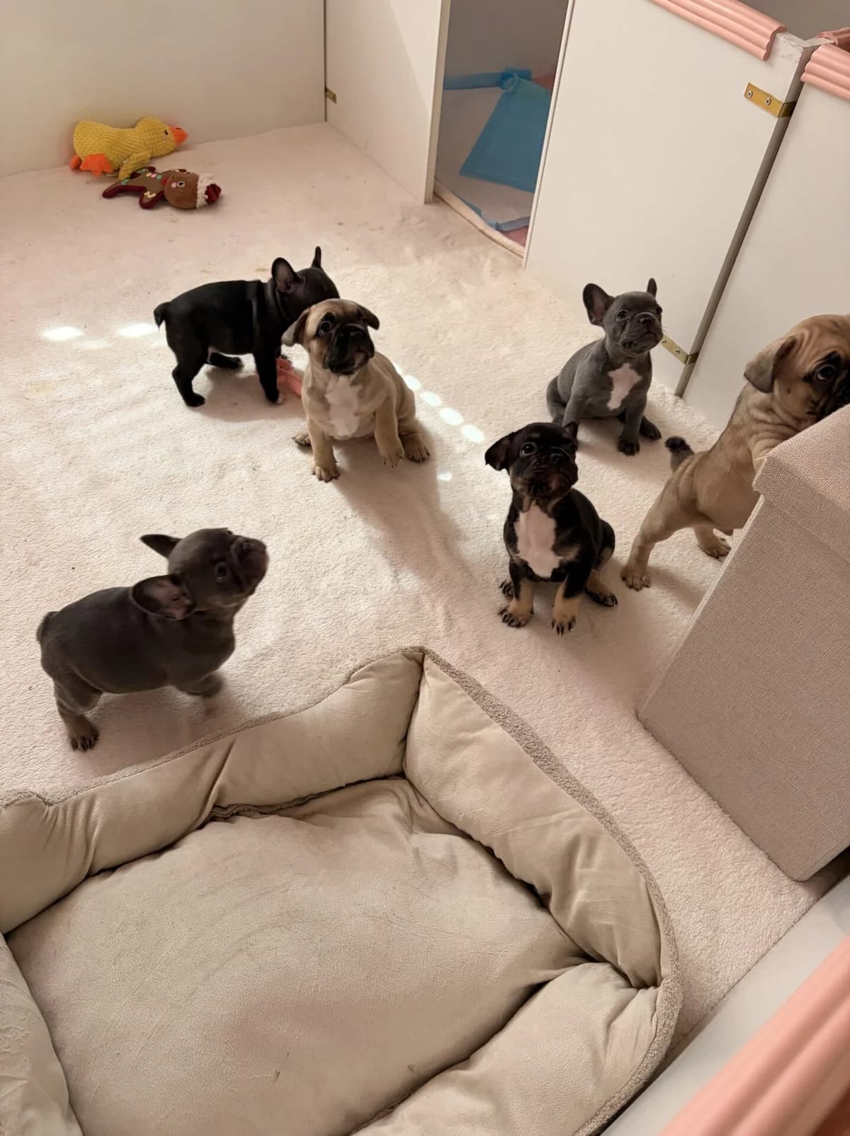 Französische Bulldogge 6 Welpen, female puppy Mixed Breed for adoption at Petsearch.ch, Zurich