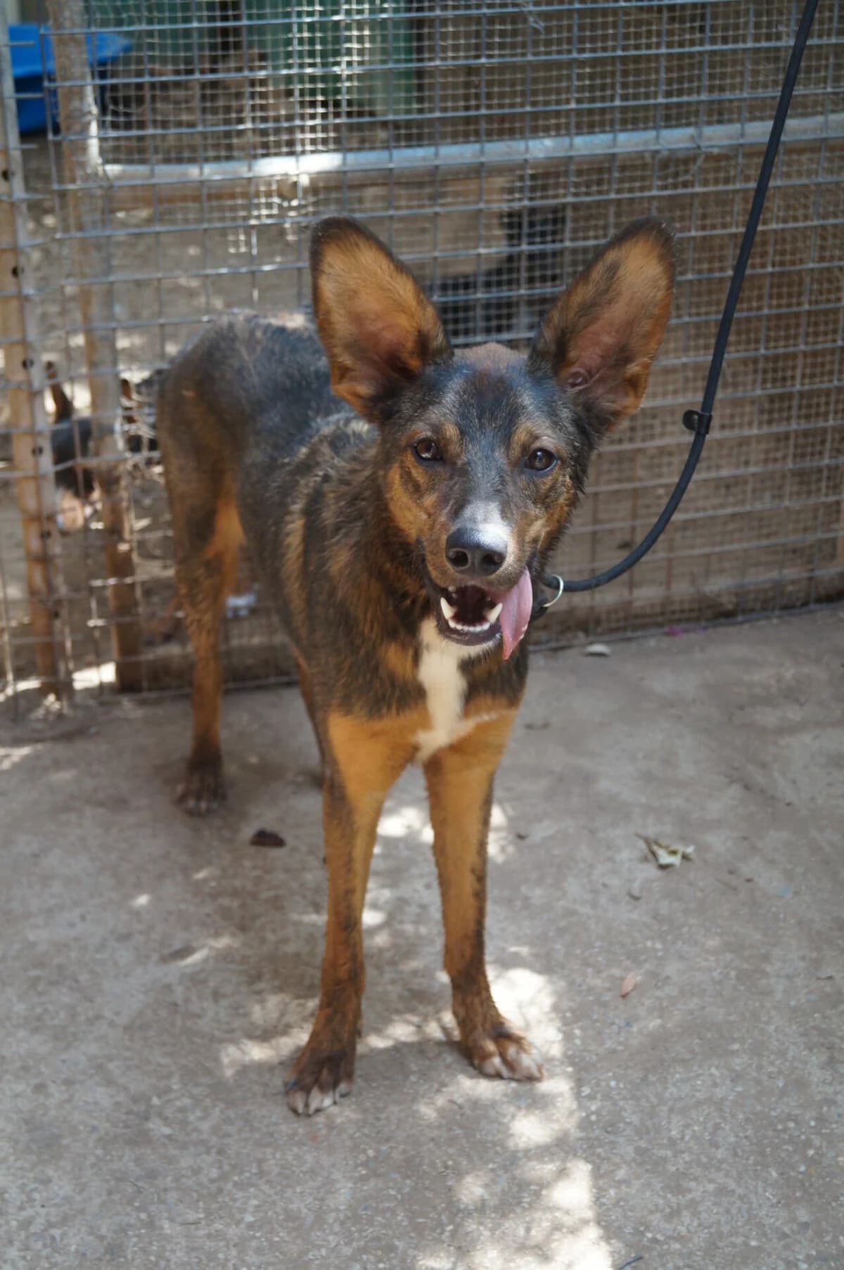 Fledermaus Goldie, female young Mixed Breed for adoption at Petsearch.ch, Zurich