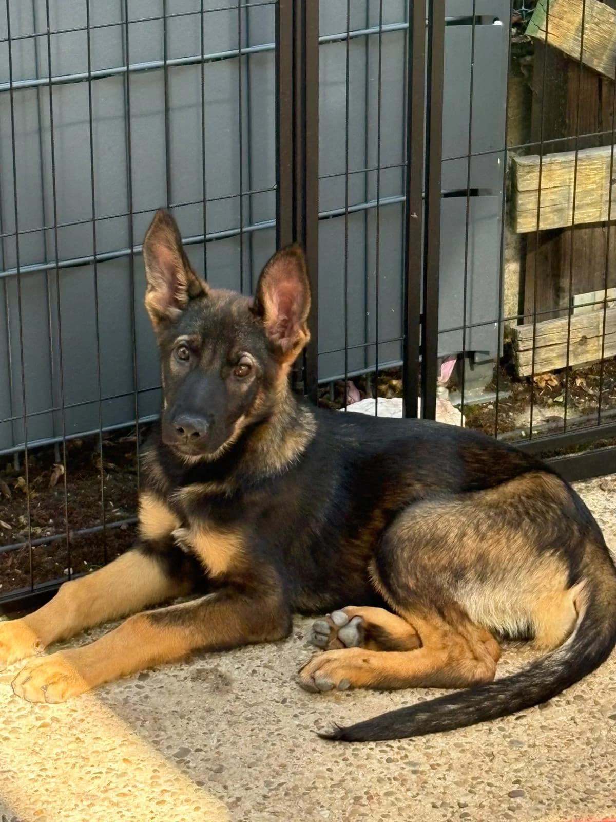 Deutsche Schäferhund-Welpen (SV) aus Leistungszucht, female puppy Mixed Breed for adoption at Petsearch.ch, Zurich