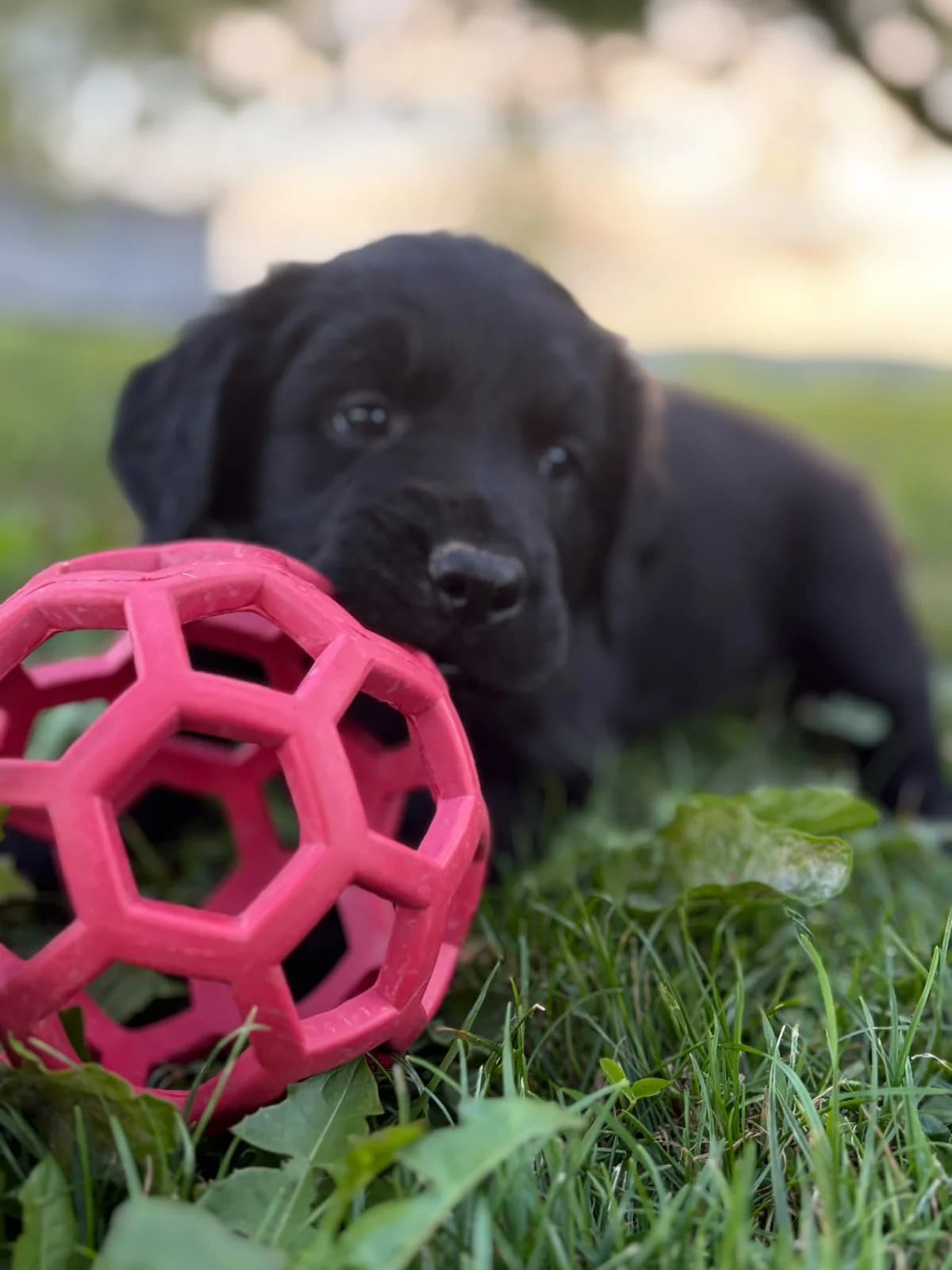Hundewelpen, male puppy Mixed Breed for adoption at Petsearch.ch, Zurich