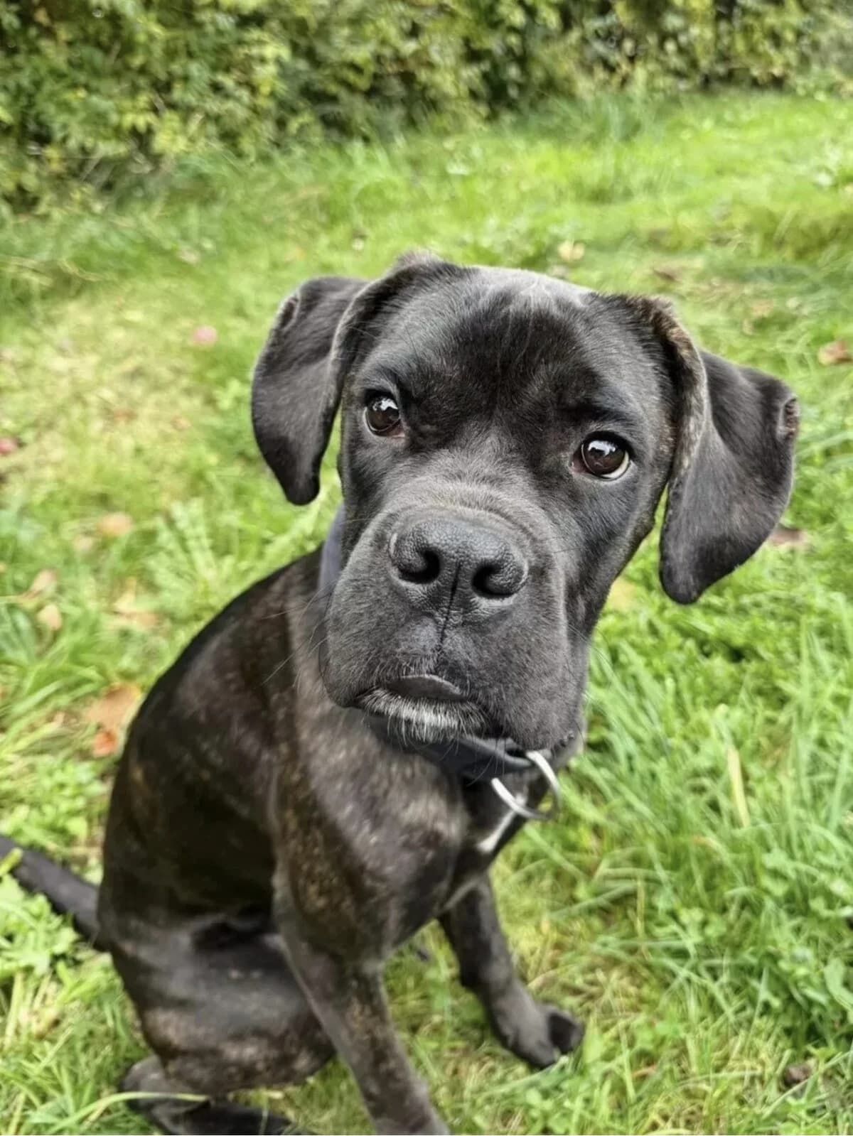 Herzenshund sucht seine Herzensmenschen, male 3yo Mixed Breed for adoption at Petsearch.ch, Zurich