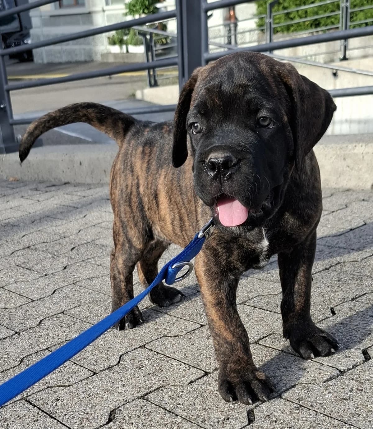 Gesunde Cane Corso Welpen abzugeben, female 5yo Mixed Breed for adoption at Petsearch.ch, Zurich