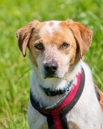 Amigo – möchte wieder dazugehören, male young Mixed Breed for adoption at Petsearch.ch, Zurich