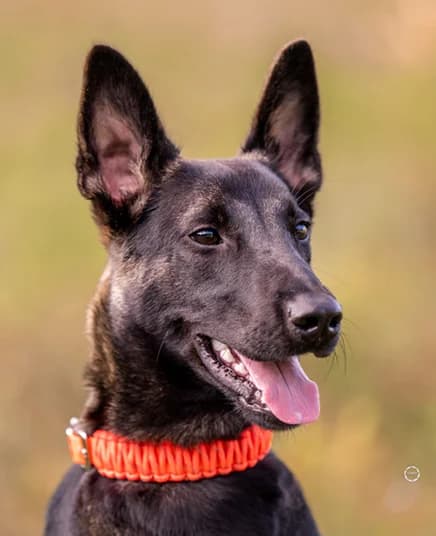 Pisto, der süsse Mali Mix-Jungrüde, male 4yo Mixed Breed for adoption at Petsearch.ch, Zurich