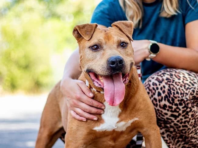 TYRELL, freundlicher Mischlingsrüde, ca. 10 Jahre, 49cm, 23kg, female 3yo Mixed Breed for adoption at Petsearch.ch, Zurich