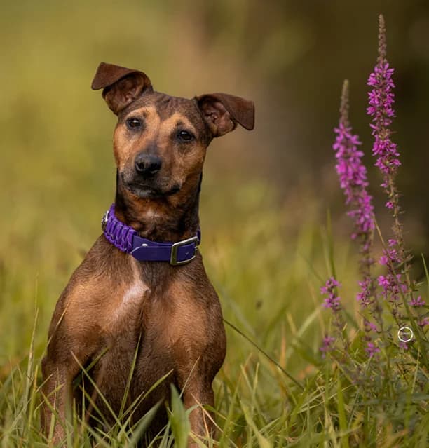 Kira, die süsse Parson Russell Mix-Hündin, female 4yo Mixed Breed for adoption at Petsearch.ch, Zurich