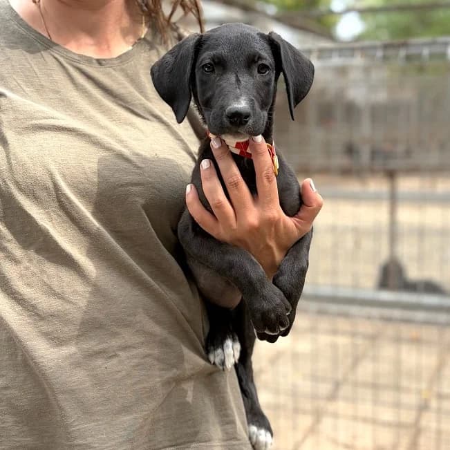 BONNY, süßes Mischlingsmädchen, ca. 3 Monate, 35cm, 6kg *PS in 74196 Neuenstadt*, female 3yo Mixed Breed for adoption at Petsearch.ch, Zurich