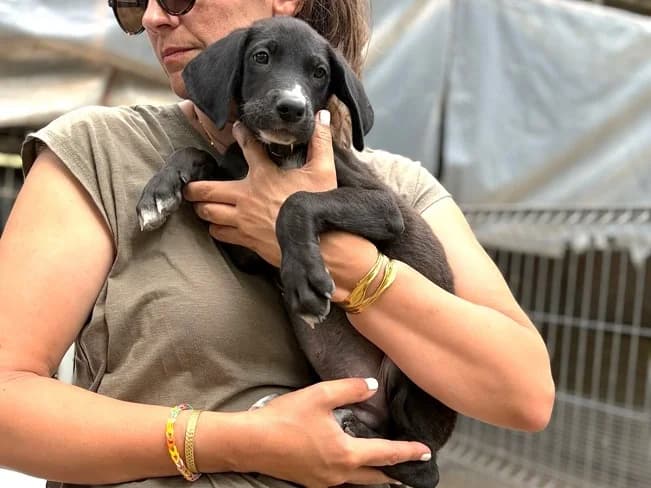 NICO, wunderbarer Mischlingsbub, ca. 3 Monate, 36cm, 7,6kg, female 3yo Mixed Breed for adoption at Petsearch.ch, Zurich