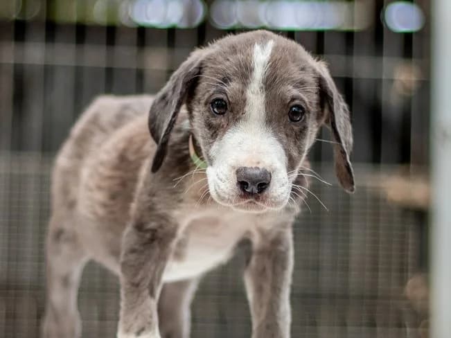 LITTLE HUGO, toller Mischlingsbub, ca. 3 Monate, 31cm, 5,7kg, merle female 3yo Mixed Breed for adoption at Petsearch.ch, Zurich
