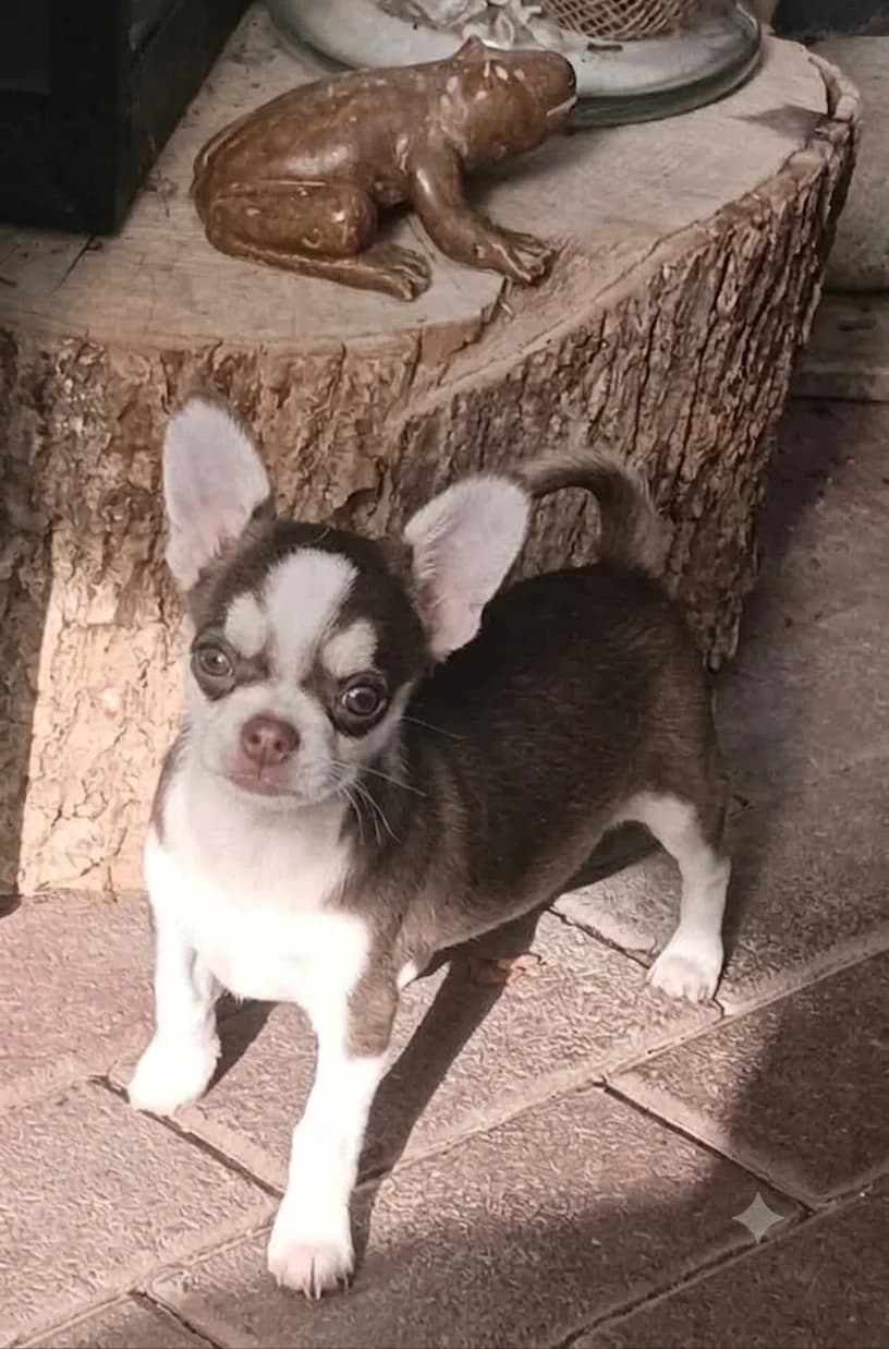 1 exklusiver Chihuahua Welpe, male puppy Mixed Breed for adoption at Petsearch.ch, Zurich