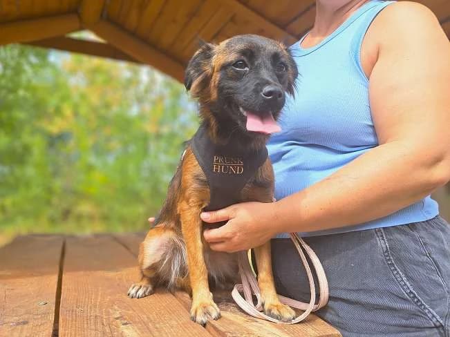 SISKA, liebenswertes Mischlingsmädchen, ca. 7 Monate, 35cm, 7,8kg, female 3yo Mixed Breed for adoption at Petsearch.ch, Zurich