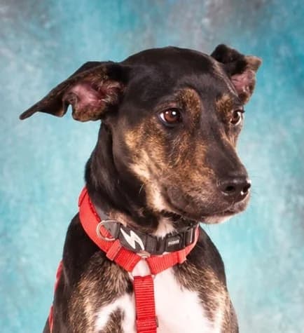 Leola – möchte dazugehören, female young Mixed Breed for adoption at Petsearch.ch, Zurich