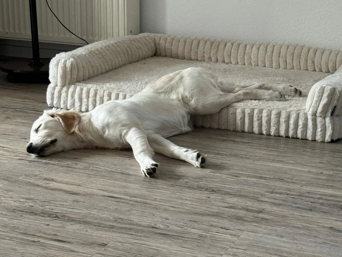 Liebevolles zu Hause gesucht, golden female puppy Mixed Breed for adoption at Petsearch.ch, Zurich