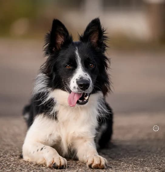 Ron, der wunderschöne Border Collie Rüde, male 4yo Mixed Breed for adoption at Petsearch.ch, Zurich