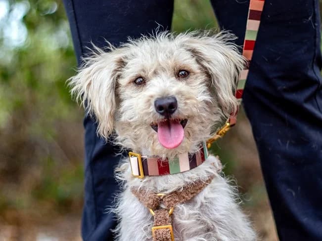 VIOLA, putziges Mischlingsmädchen, ca. 8 Monate, 40cm, 7,5kg, female 3yo Mixed Breed for adoption at Petsearch.ch, Zurich
