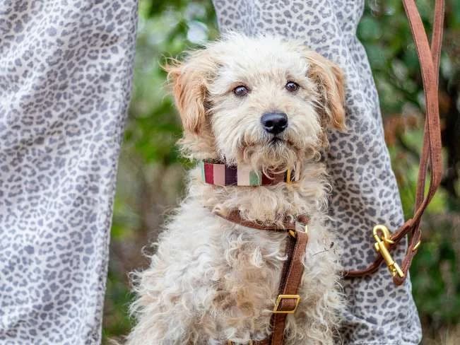 VINZENT, süßer Mischlingsrüde, ca. 2,5 Jahre, 43cm, 9,3kg, female 3yo Mixed Breed for adoption at Petsearch.ch, Zurich
