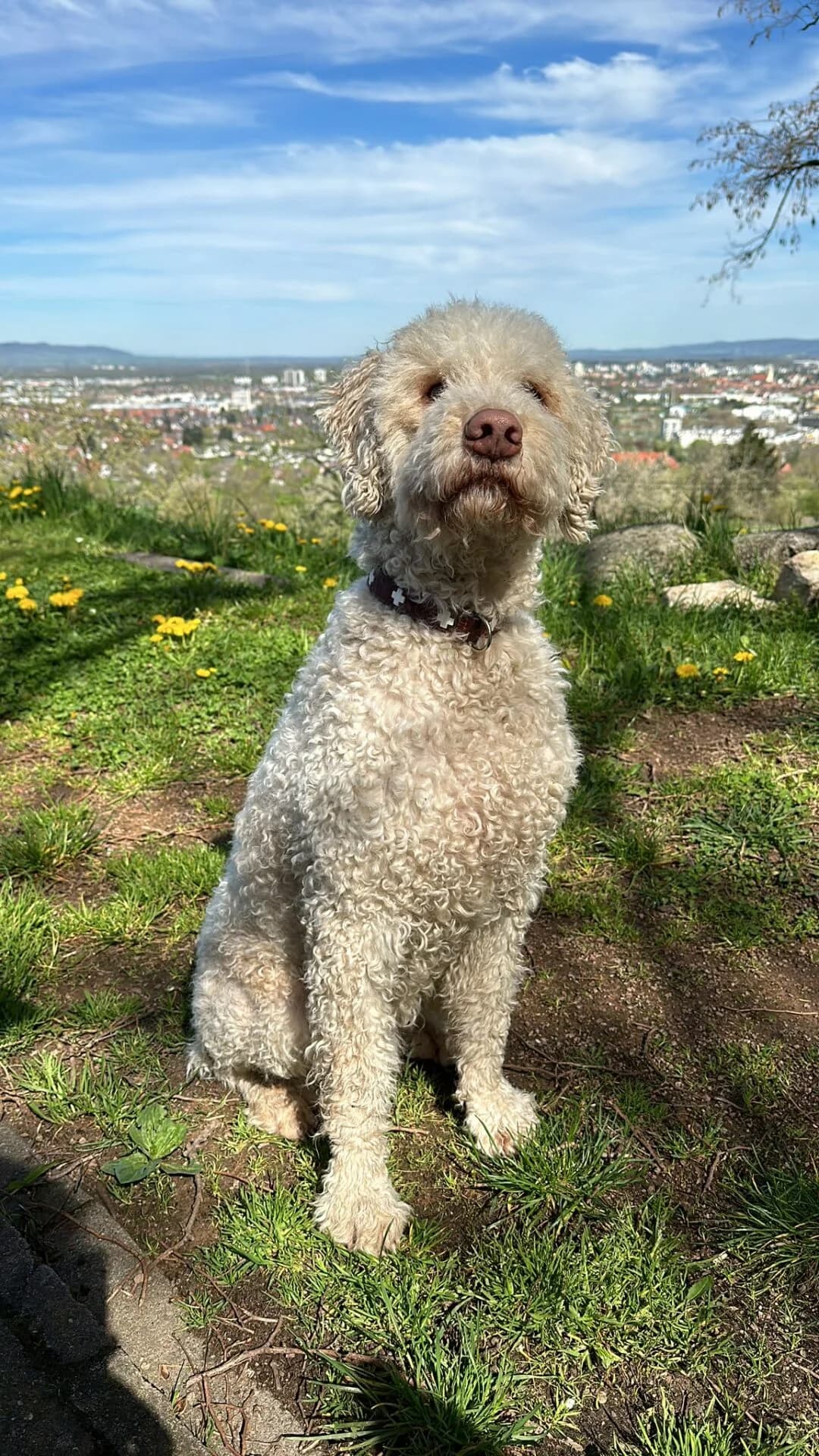 Liebevolles Zuhause für unseren Lagotto Romagnolo Dior gesucht, male puppy Mixed Breed for adoption at Petsearch.ch, Zurich