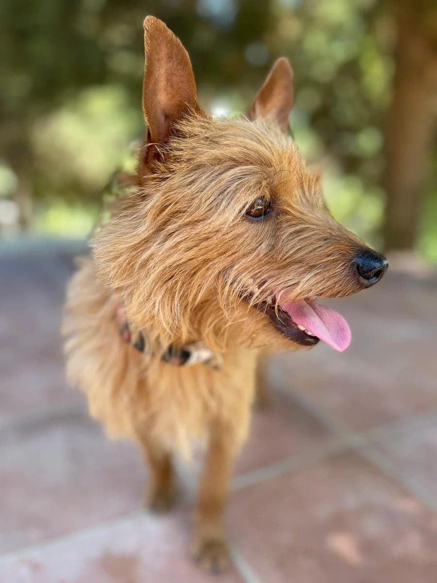 Bingo sucht sein Glück, female young Mixed Breed for adoption at Petsearch.ch, Zurich