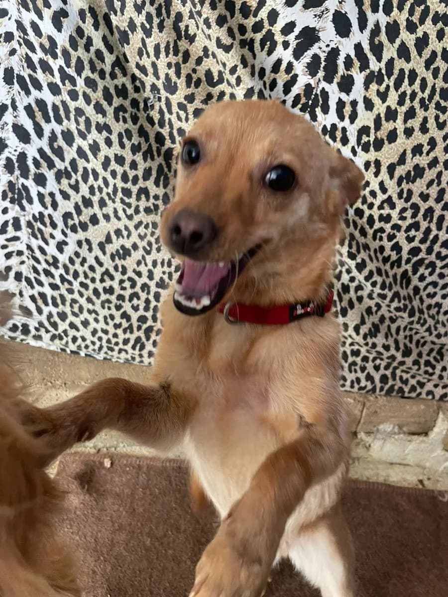 Kira sucht ein liebevolles Zuhause, female young Mixed Breed for adoption at Petsearch.ch, Zurich