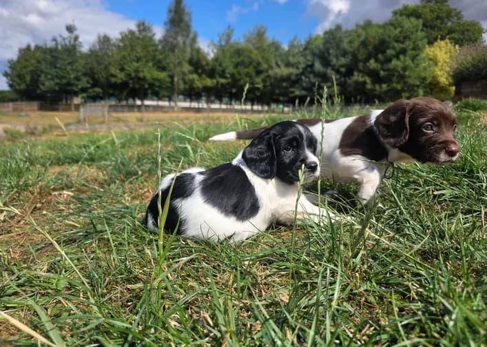 Englische Springer Spaniels, braun female puppy Mixed Breed for adoption at Petsearch.ch, Zurich