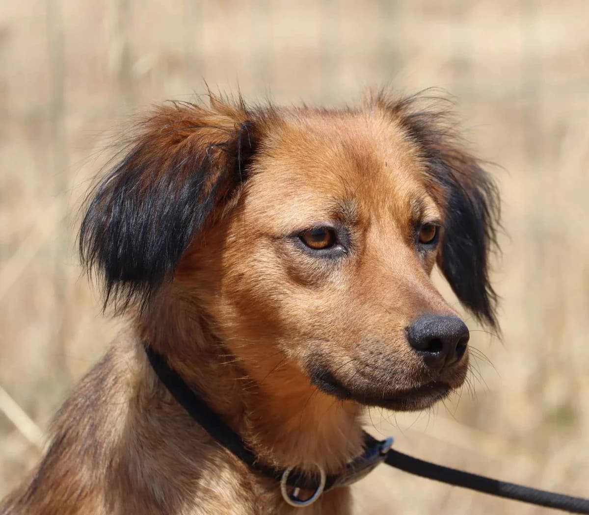 Margarita – kleines Herz sucht grosses Vertrauen, female young Mixed Breed for adoption at Petsearch.ch, Zurich