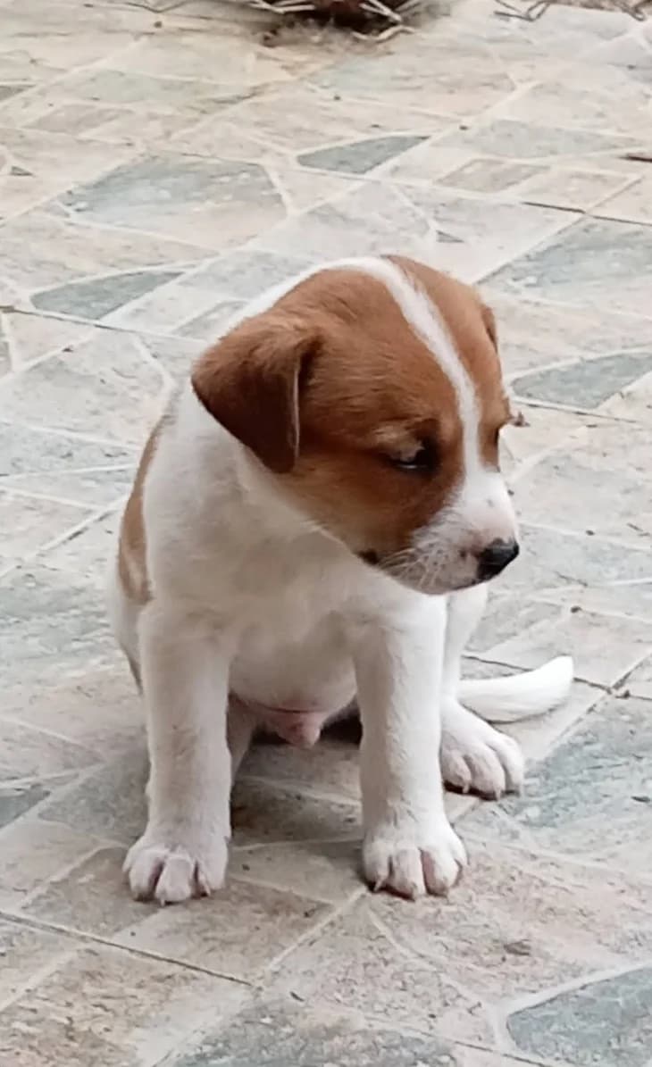 2 Welpen, Rüden suchen ein Zuhause, male 4yo Mixed Breed for adoption at Petsearch.ch, Zurich