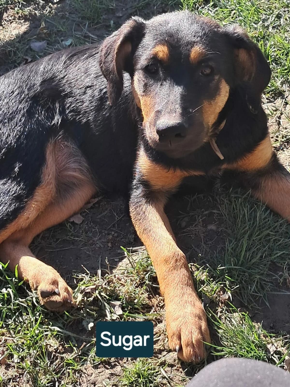 Sugar sucht ihre Wegbegleiter, female 4yo Mixed Breed for adoption at Petsearch.ch, Zurich