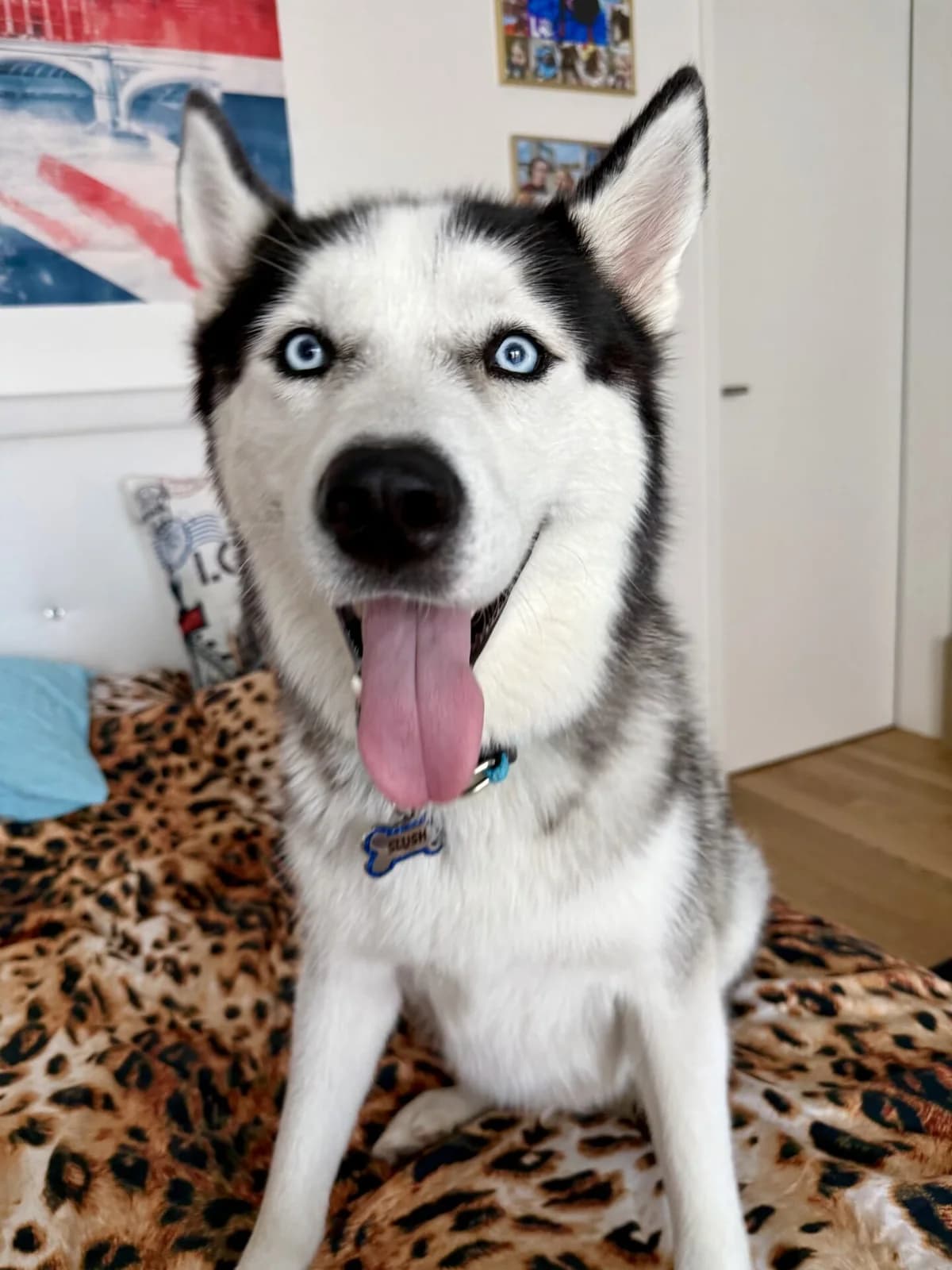 Sibirischer Husky sucht dringend ein liebevolles Zuhause, male puppy Mixed Breed for adoption at Petsearch.ch, Zurich