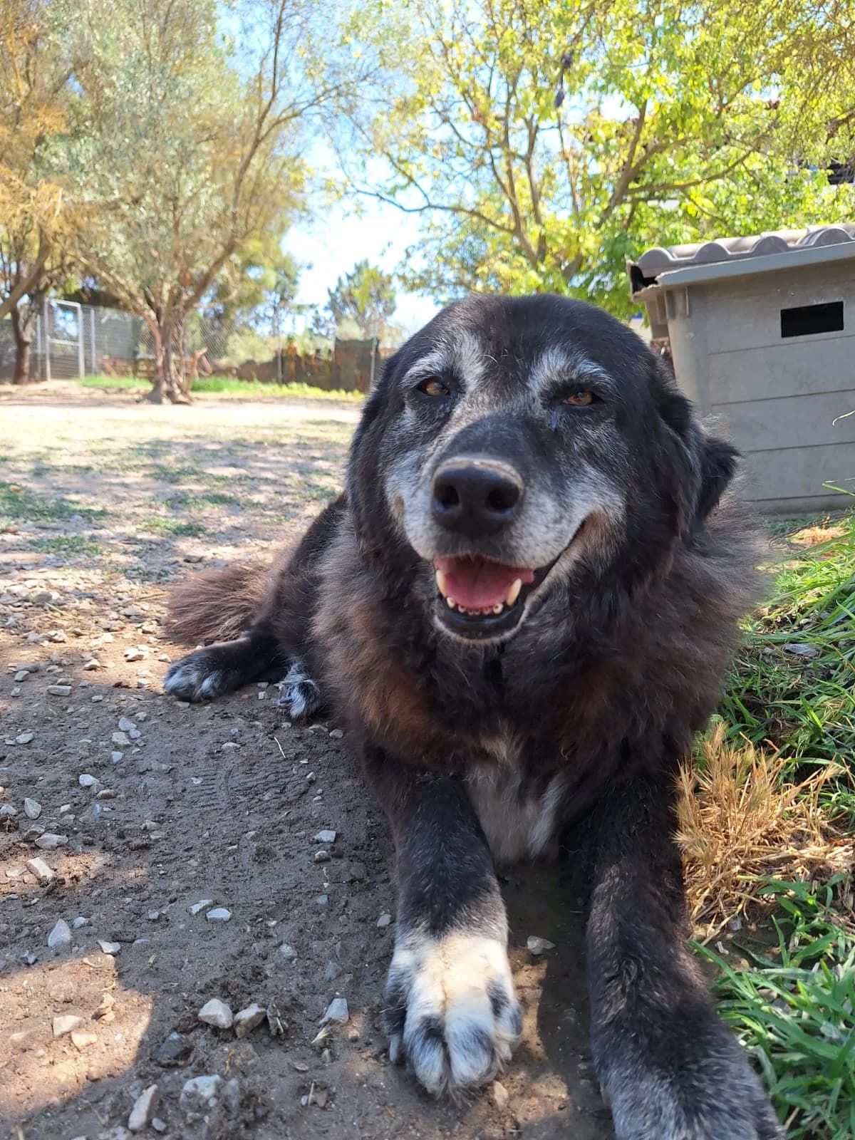 Amber – treue Hundeseniorin sucht ein ruhiges Plätzchen, female puppy Mixed Breed for adoption at Petsearch.ch, Zurich