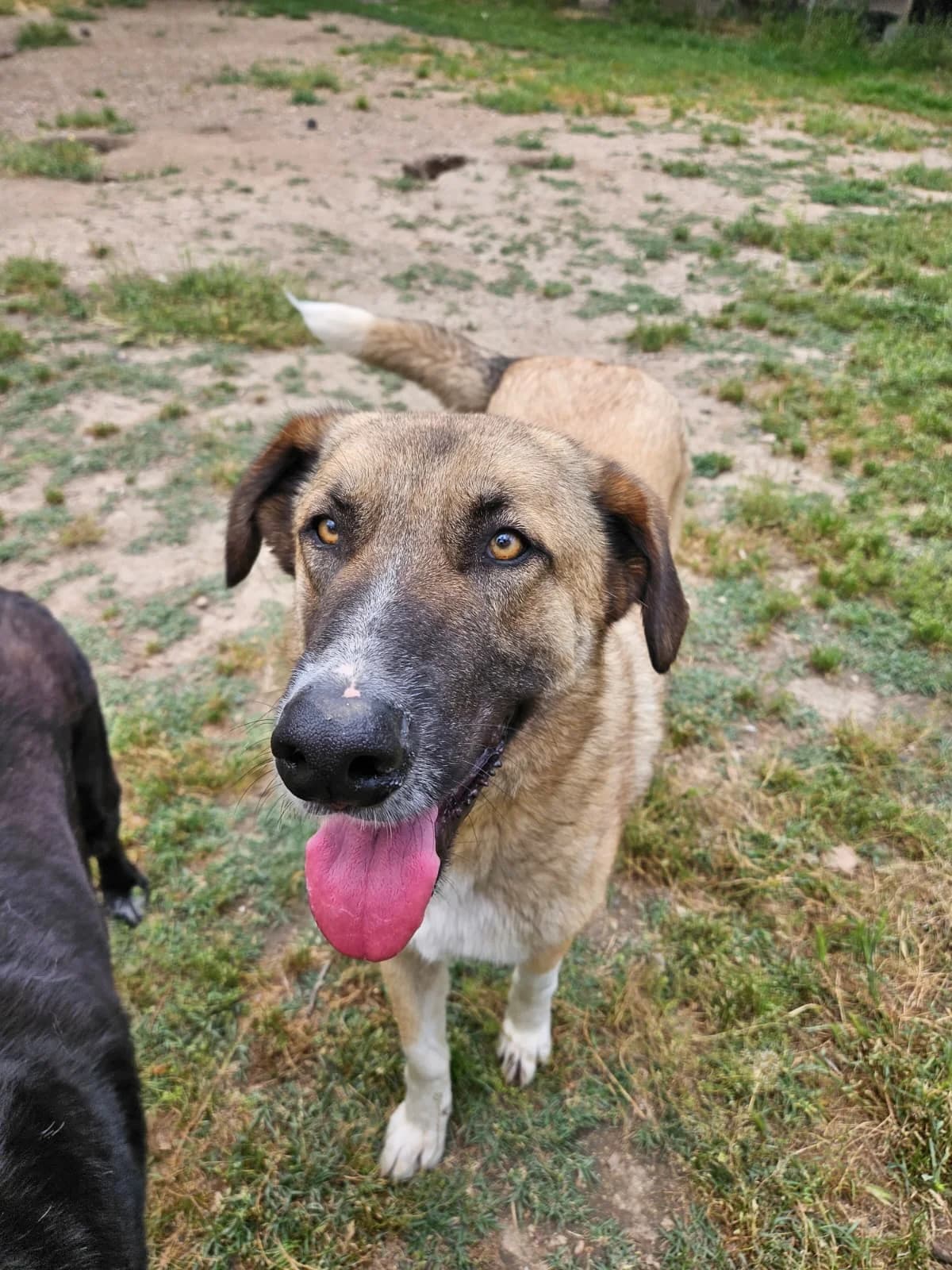Liebevoller Phoenix sucht seine Für-Immer-Menschen, male puppy Mixed Breed for adoption at Petsearch.ch, Zurich