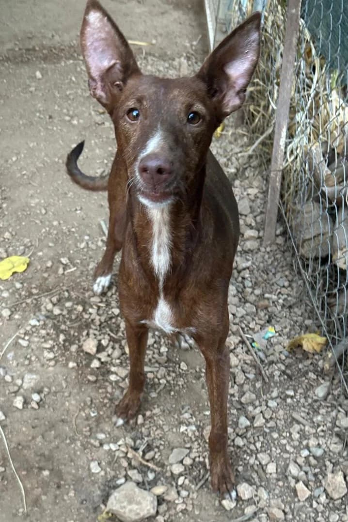Podenca Pia, female young Mixed Breed for adoption at Petsearch.ch, Zurich