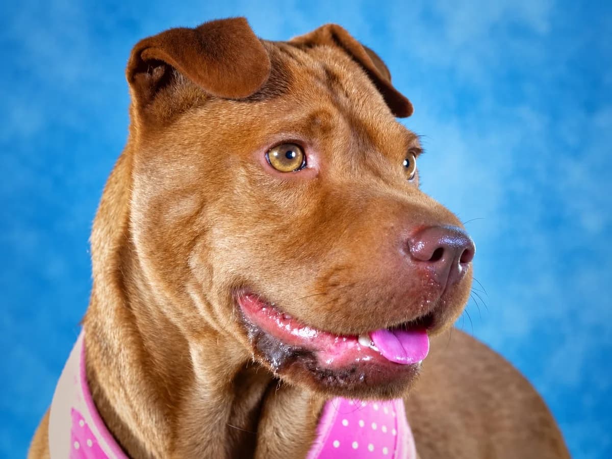 Kakao – sucht Herzensmenschen, female young Mixed Breed for adoption at Petsearch.ch, Zurich